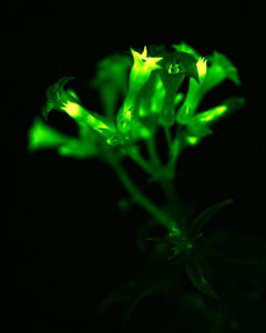 Plantas que brillan en la oscuridad: así funciona la nueva tecnología que promete eliminar las plagas